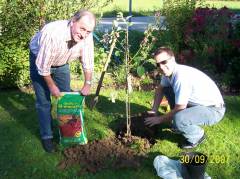 The tree (yea a small one) is in and gets additional nutritious dirt