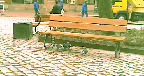 Pigeons look like this when they are NOT scared