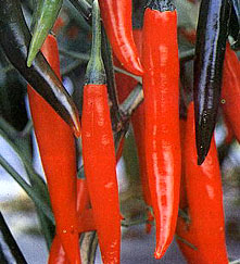 Chili Chili