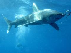 Oceanic whitetip shark, Carcharhinus longimanus