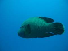 humphead wrasse (Cheilinus undulatus) or Napoleon
