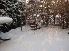 White garden with our cat and two birds